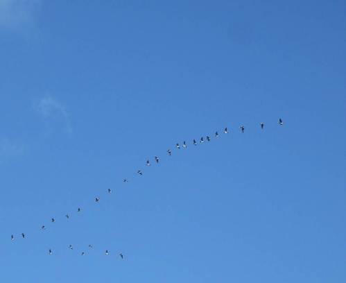 IMG_2333 - kleine Gruppe Nonnengänse aus Riesenschwarm