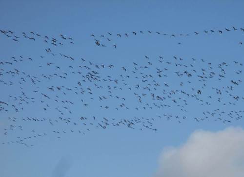 IMG_2341 - Ausschnitt Nonnengänse aus Riesenschwarm