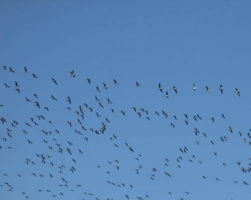 IMG_2342 - Ausschnitt Nonnengänse aus Riesenschwarm