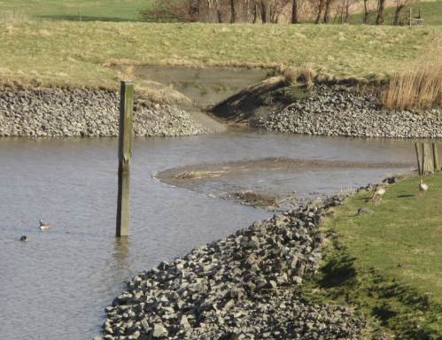 IMG_2349 - Sperrwerk Wedeler Au, Kanada- und Graugans, je ein Paar