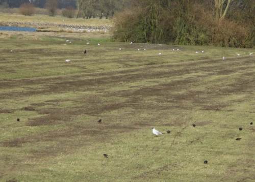 IMG_2368 - Frühjahrs-Eggen, Stare und Möwen profitieren - Hintergrund CZS und Nonnengänse