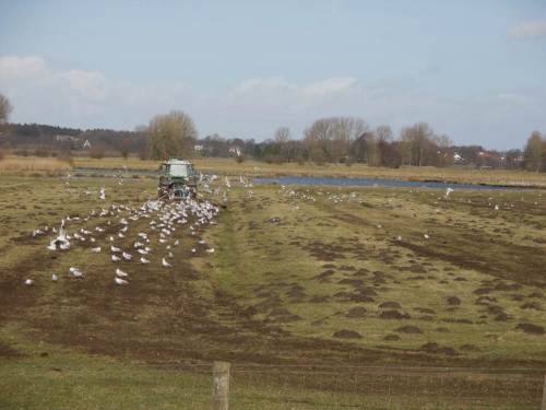 IMG_2372 - Frühjahrs-Eggen, Möwen profitieren gleich hinterm Trecker - Maulwurfshaufen platt